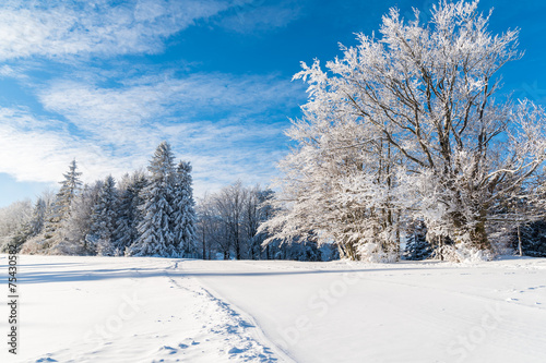 Winter trees covered with snow, Beskid Sadecki Mountains, Poland © pkazmierczak