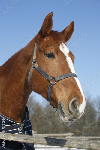 Portrait of a nice purebred horse winter corral rural scene © acceptfoto