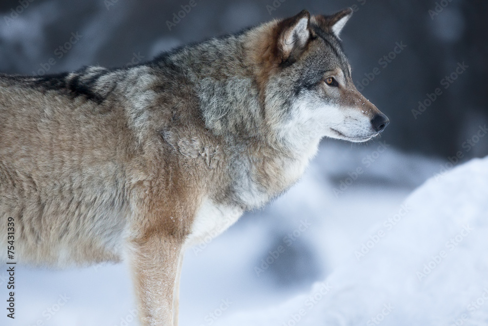 Close up of wolf standing in the snow