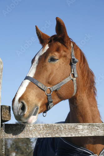Portrait of a nice purebred horse winter corral rural scene © acceptfoto