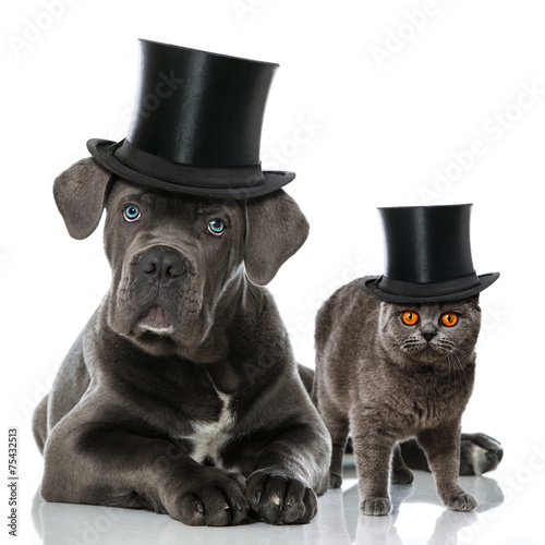 Fototapeta Naklejka Na Ścianę i Meble -  Hund und Katze