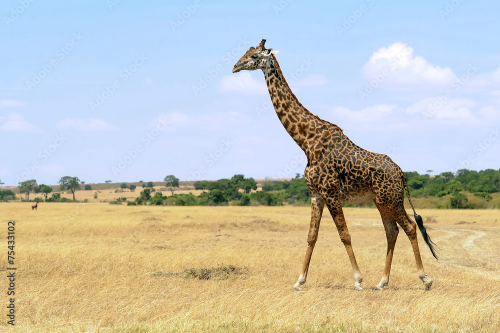 Giraffe on the Masai Mara in Africa Giraffe on the Masai Mara in Africa