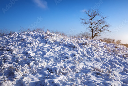Winter nature with tree and snow-covered plants on the hill