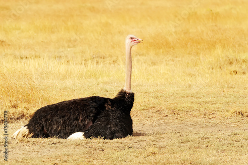 Ostrich on the Masai Mara in Africa