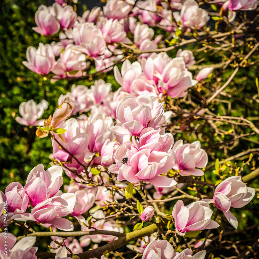 Obraz premium Magnolia