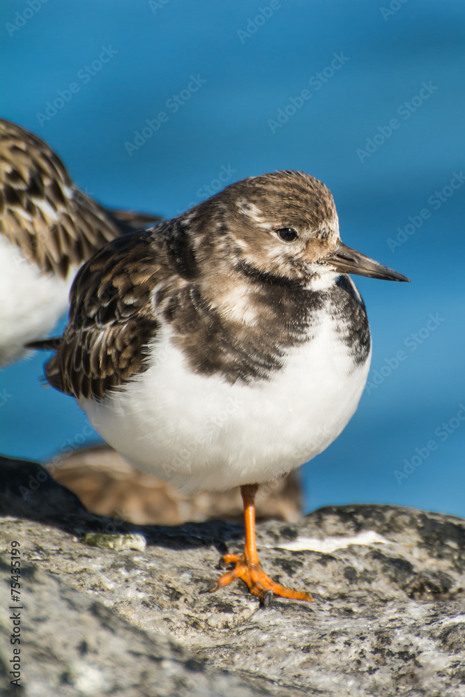 Ruddy Turnstone Ruddy Turnstone