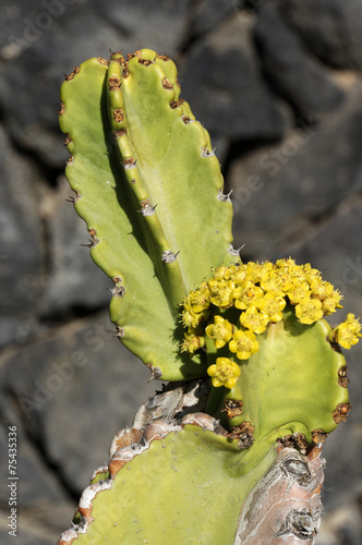 Kanaren-Wolfsmilch (Euphorbia canariensis) photo