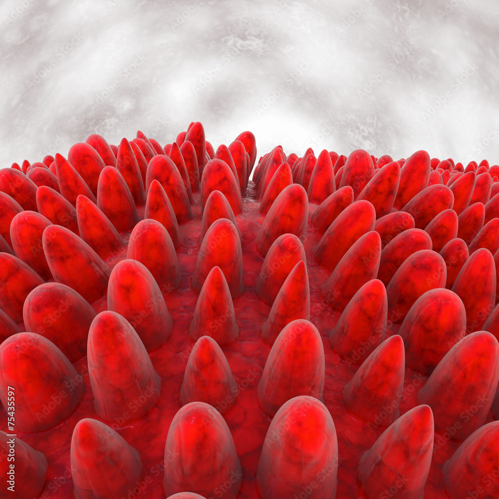 Darmzotten 3d Render StockIllustration Adobe Stock