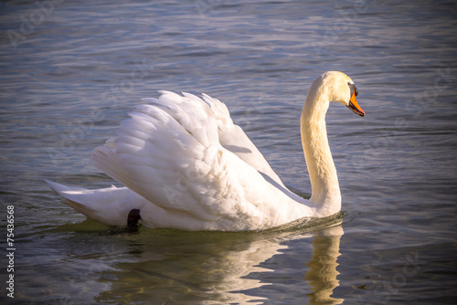 Swan in the blue water