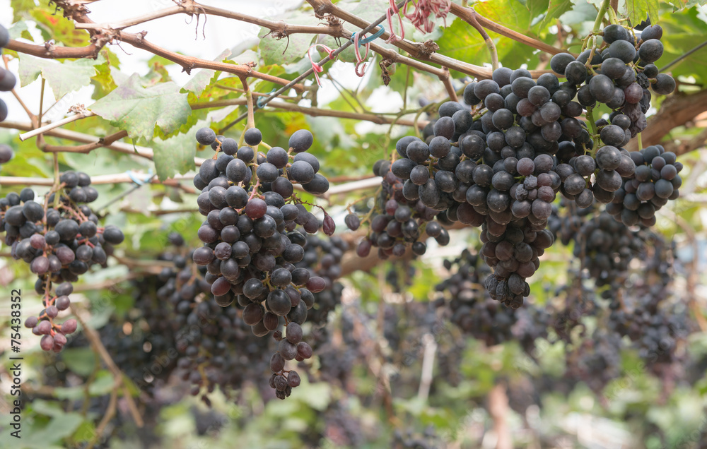 bunches grapes hang from a vine