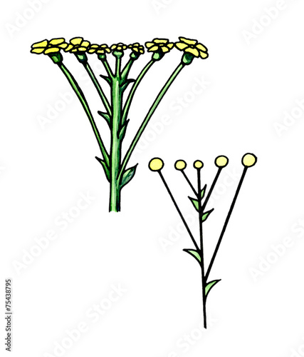 Inflorescentia Corymbus. Botany