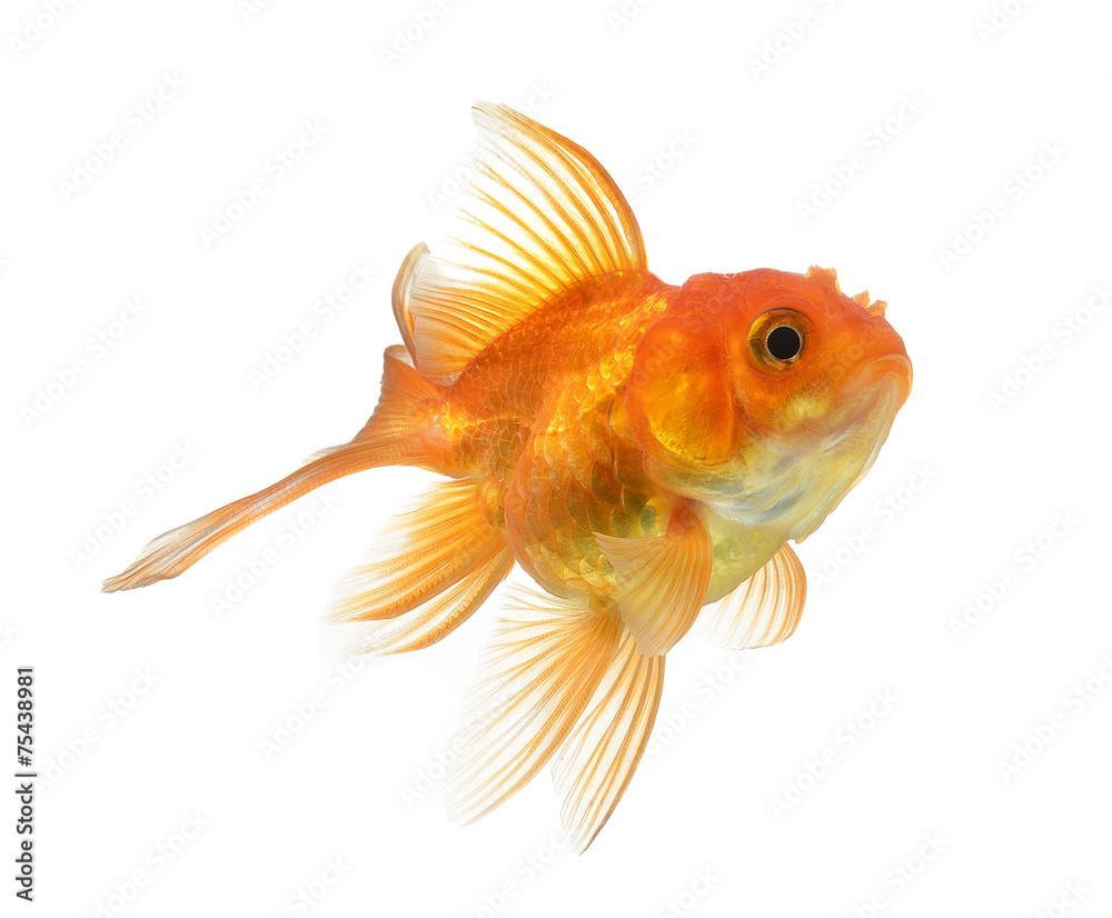 gold fish isolated on white background gold fish isolated on white background
