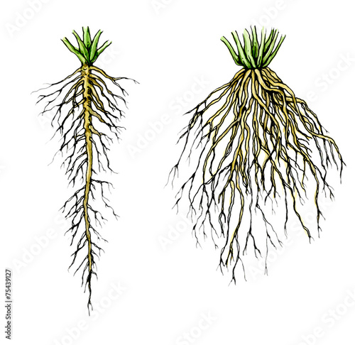 Transplant plants with developed Roots. Botany.