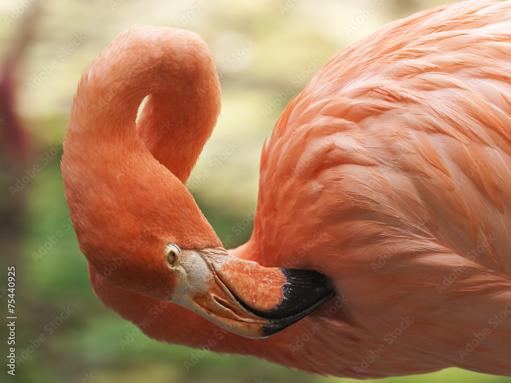 Fototapeta premium Flamingo Hygiene