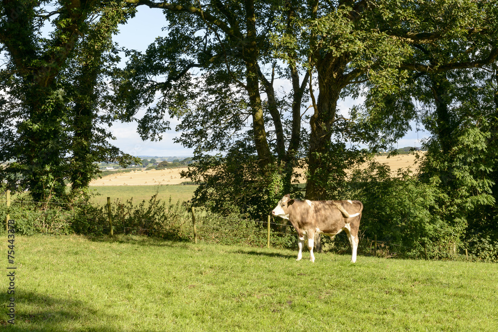 bullock pasturing in Cornwall countryside near Looe bullock pasturing in Cornwall countryside near Looe