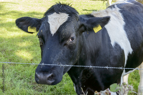 muzzle of blak and white cow and barbed wire, Cornwall