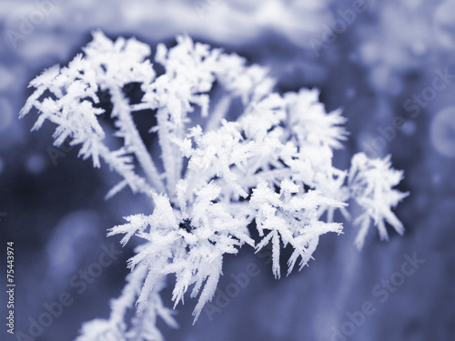 Grass covered with fluffy hoarfrost