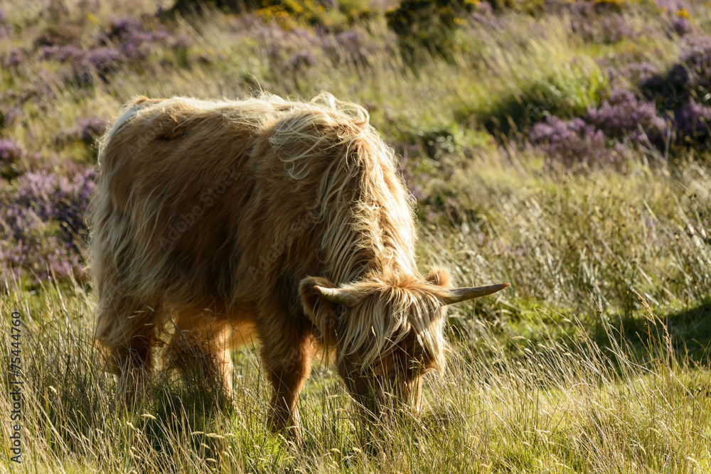 higland cattle grazing in the moor, Dartmoor higland cattle grazing in the moor, Dartmoor