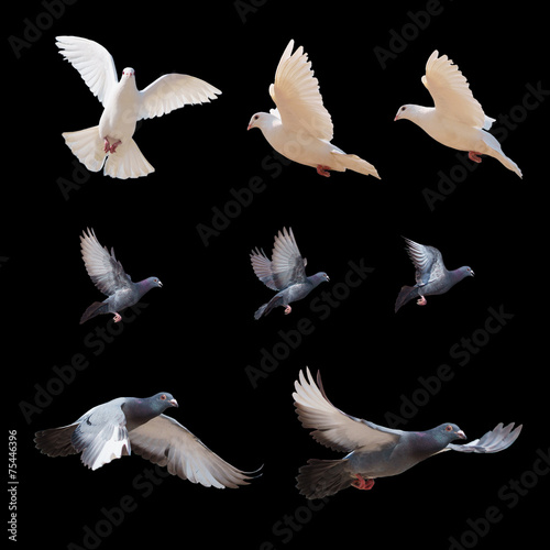 flying pigeons