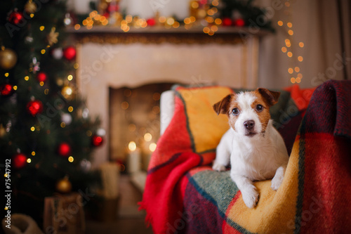 Jack Russell dog at the Christmas and New Year © Anna Averianova
