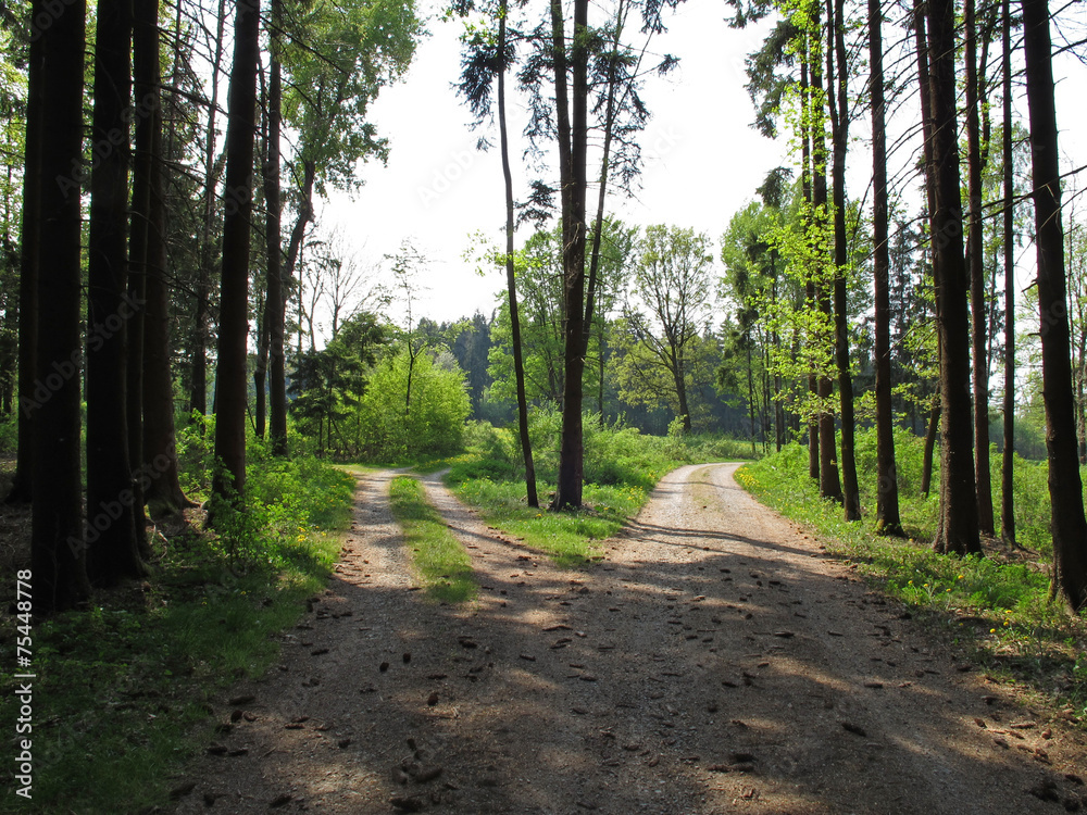 Fototapeta premium Waldwege