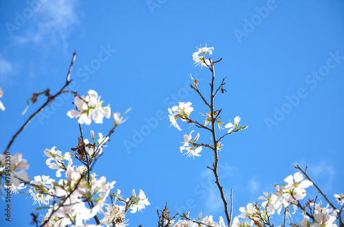 Bauhinia variegata flower on Blue Sky Background