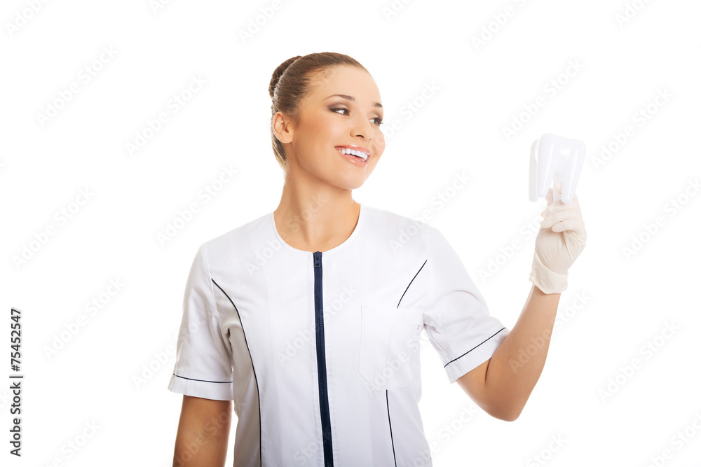 Portrait of female dentist holding a tooth model Portrait of female dentist holding a tooth model