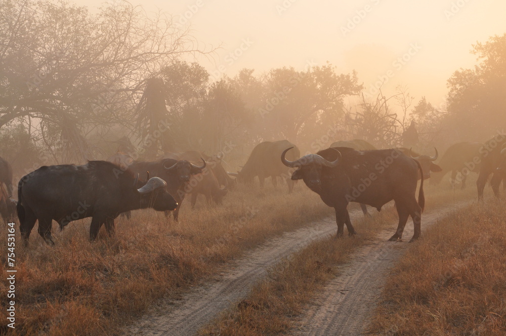 custom made wallpaper toronto digitalBüffel im Morgengrauen