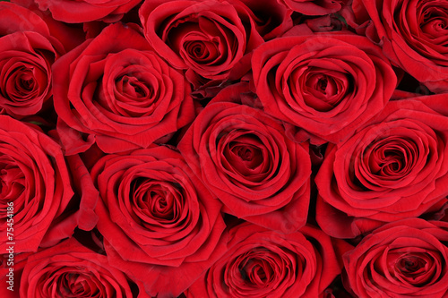 Hintergrund rote Rosen zum Valentinstag oder Muttertag