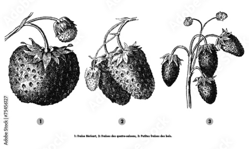 Fraises