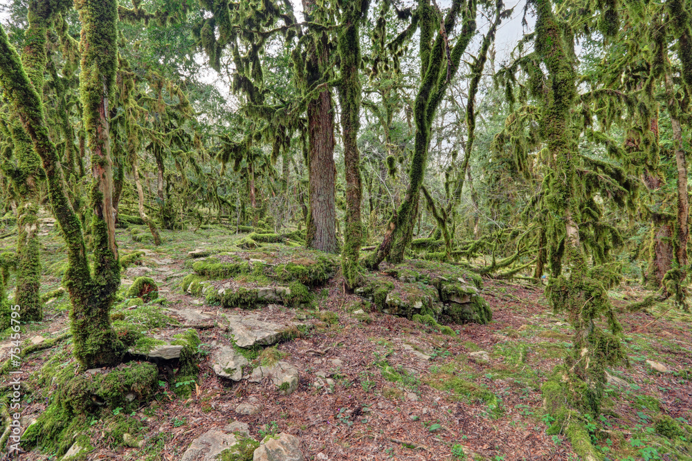 Boxwood forest, Sochi national park Boxwood forest, Sochi national park