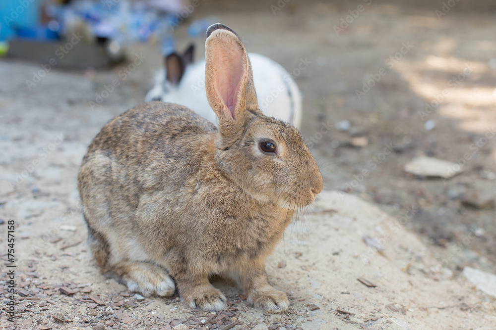 Brown Rabbit Brown Rabbit