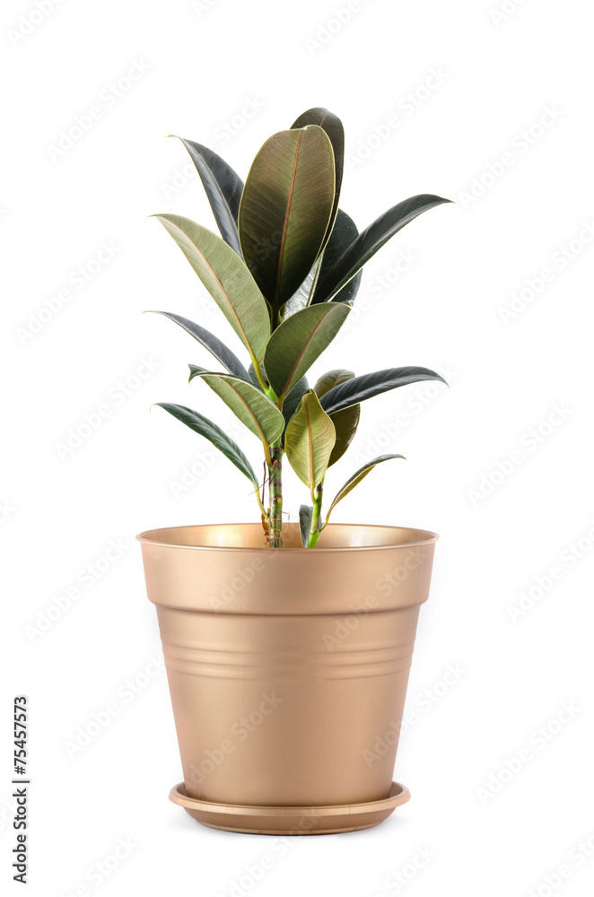 pipal in a pot pipal in a pot