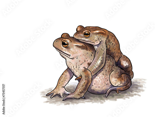 Toad amplexus photo