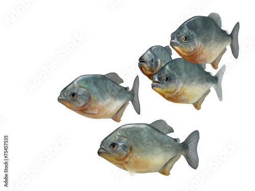 group of piranhas photo