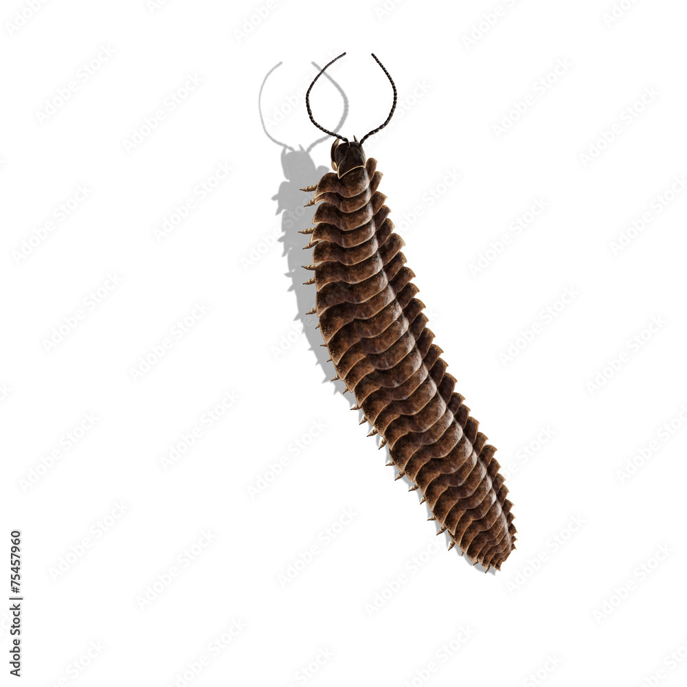 Obraz premium arthropleura