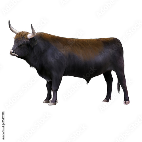 Bos primigenius, Aurochs photo