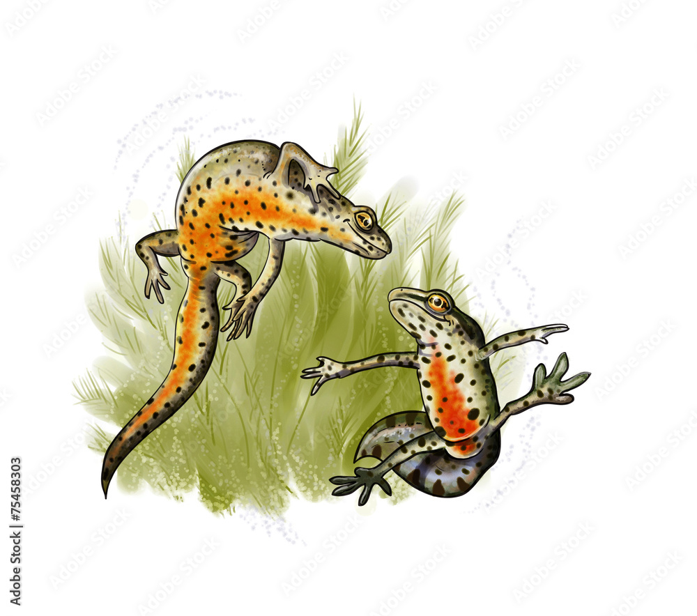 Newt dancing mating