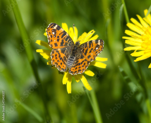 Map butterfly on dandelion photo