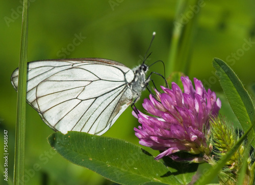Black-veined White butterfly on a flower of red clover