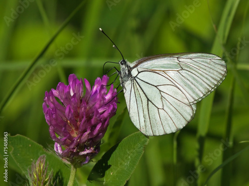 Black-veined White butterfly on a flower of red clover