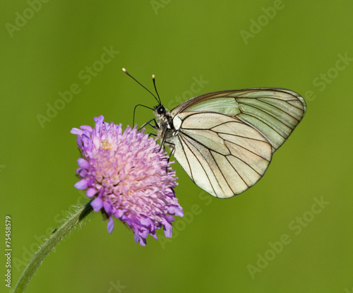Black-veined White butterfly on a flower of Field Scabious 