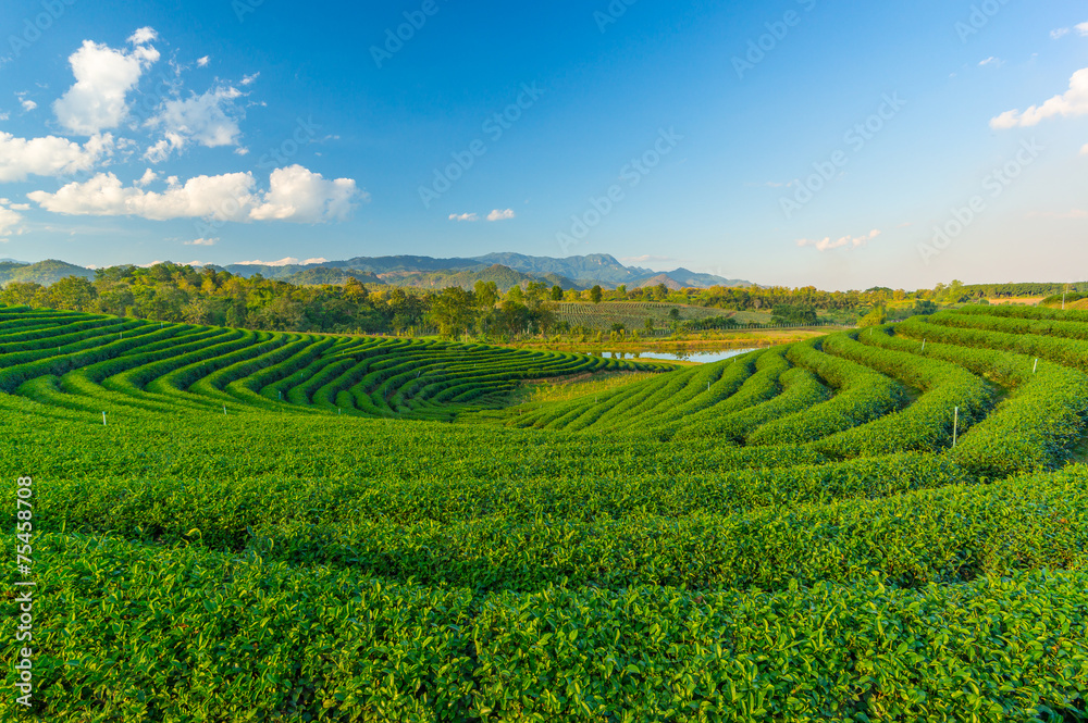 Landscape of green tea field