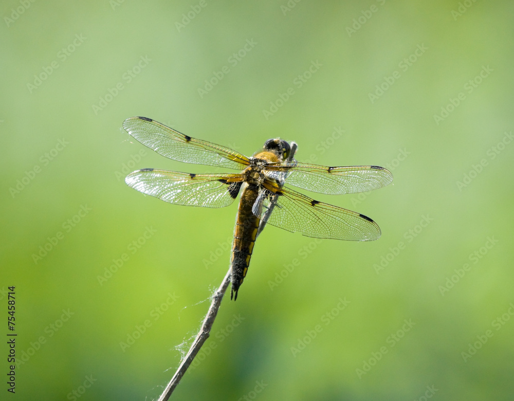 Dragonfly Dragonfly