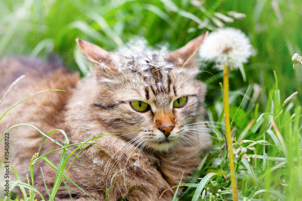 Cat have a rest on dandelion meadow