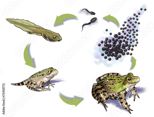 Photography Frog life cycle