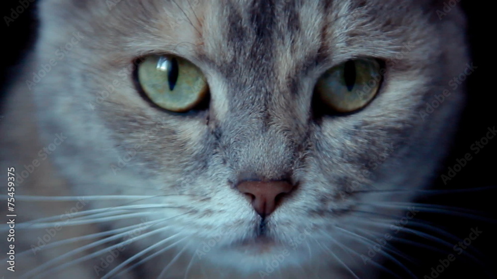 Grey cat on the black background Grey cat on the black background