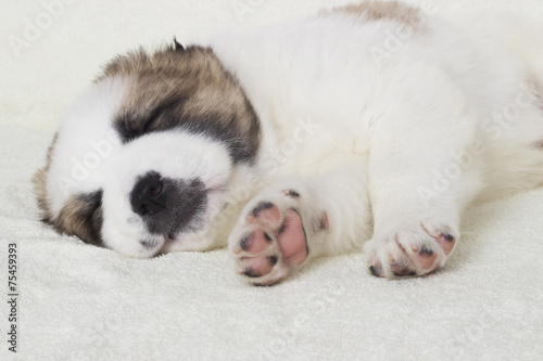 cute sleeping puppy Shepherd