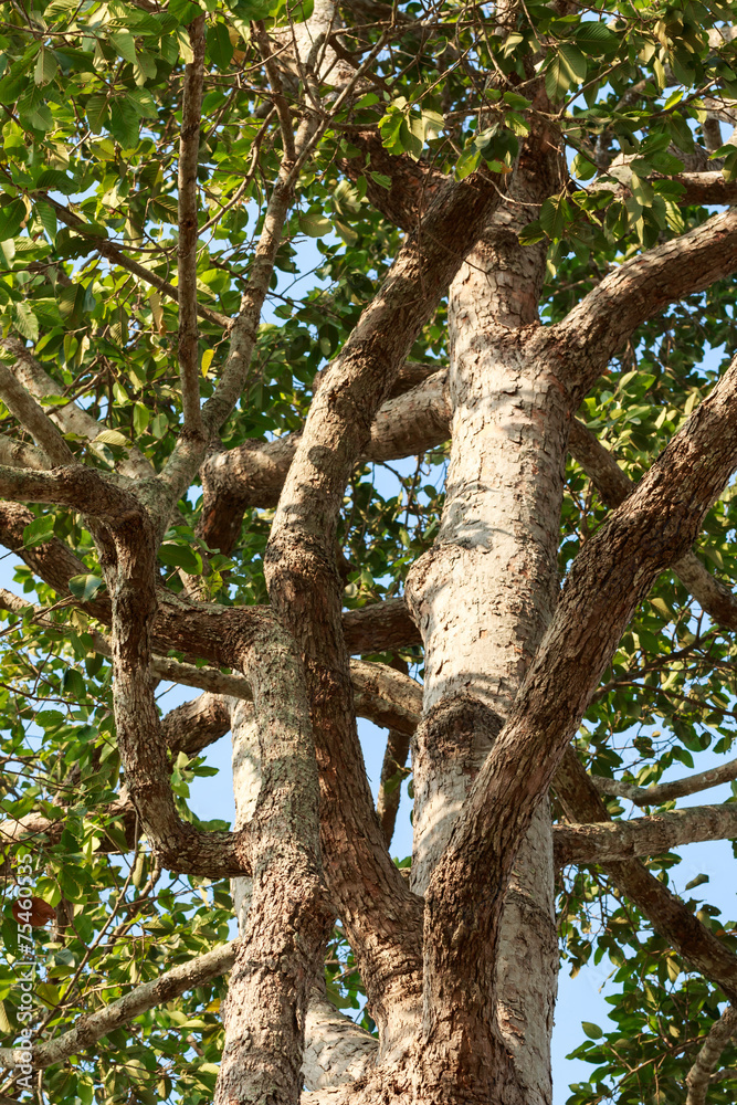 Big rubber tree (Dipterocarpus alatus) with green leaves Big rubber tree (Dipterocarpus alatus) with green leaves
