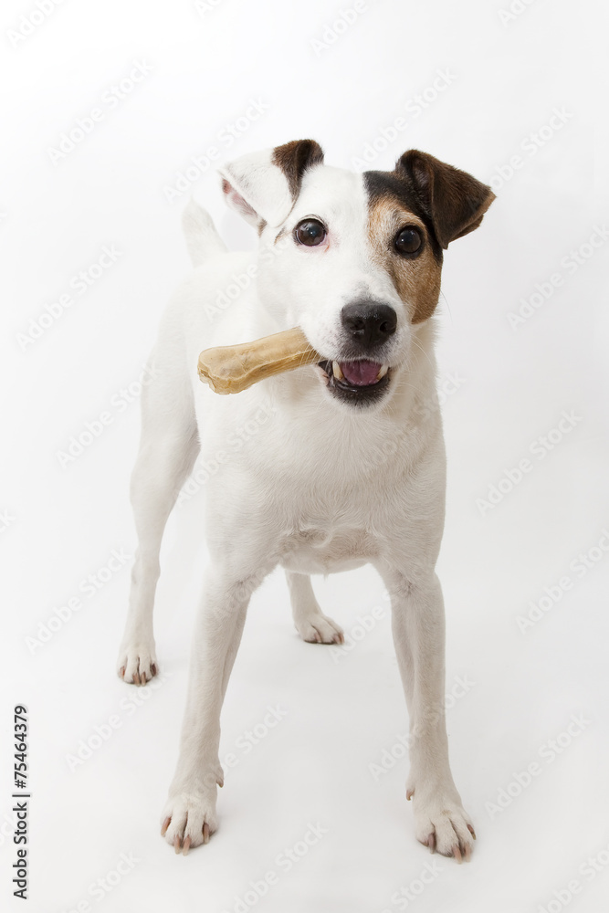Chien avec un os: Jack Russell Terrier